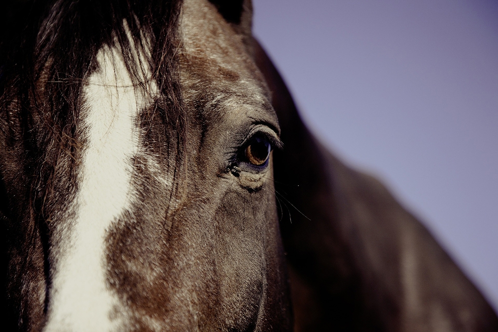 Equine Activity Immunity Act protects horses and more. Contact Sher & Associates from Berks County PA to learn more about the Equine Activity Immunity Act.
